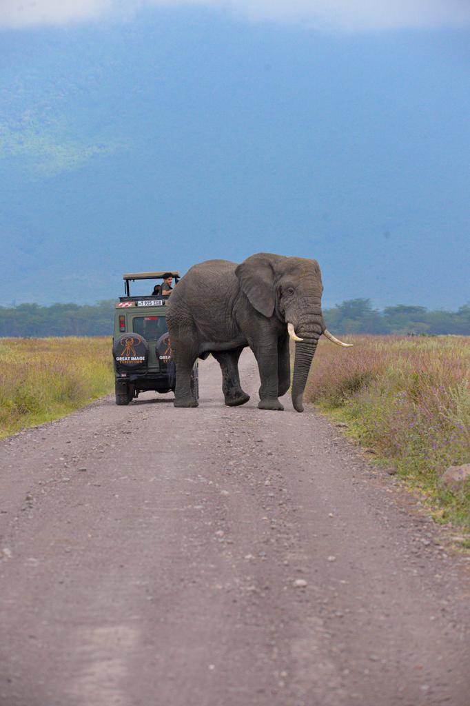 How many of these trunk facts did you know?

📧: info@gie.co.tz | gie.co.tz