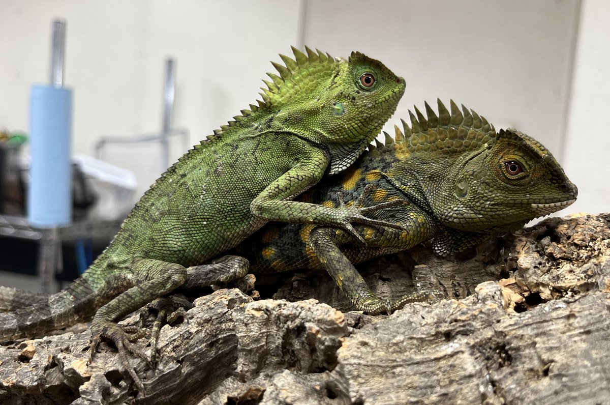 カメレオンモリドラゴン

モリドラゴン人気定番種❗️
カメレオンのように環境や気分によって鮮やかな体色変化が見られるのが特徴✨
通気性の良いケージで湿度を高めに管理してあげると綺麗に飼えると思います❗️
立ち上げが難しいと言われている種類ですが、餌食い良好です🔥

#ペポニ
【角間】