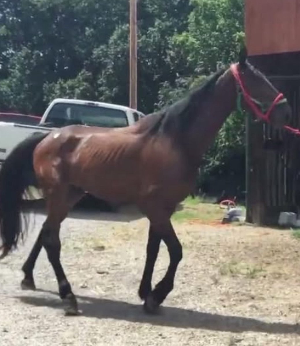 ❤️‍🩹Parker still needs his bail. Can you help this handsome fellow get to safety? He deserves a second chance at life instead of shipping to slaughter. Please donate and share. 5-10-15 would help him! ❤️‍🩹 paypal.com/donate?campaig…