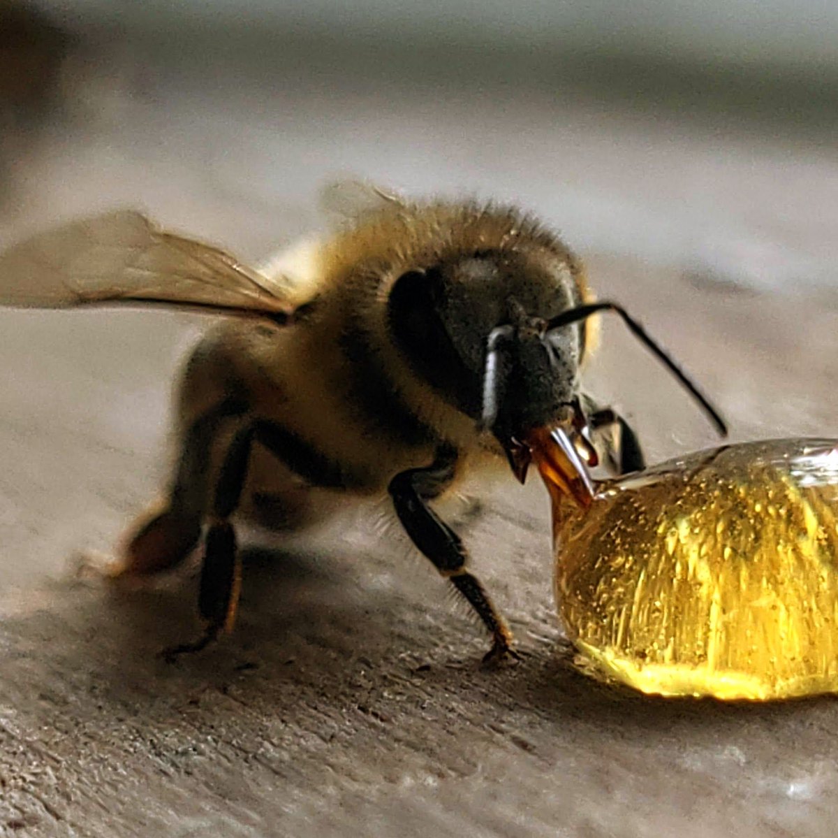 Drink up, buttercup.

#beekeeping #foxhoundbeeco #beekeeping101