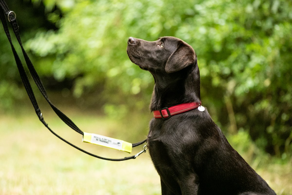 MedDetectDogs's tweet image. Could you take the lead with one of our lifesavers in training as a volunteer Puppy Socialiser?
We urgently need people to help us train future Medical Detection Dogs.
Some of our Puppy Socialisers prefer to look after younger puppies, others when they’re a little more mature,…