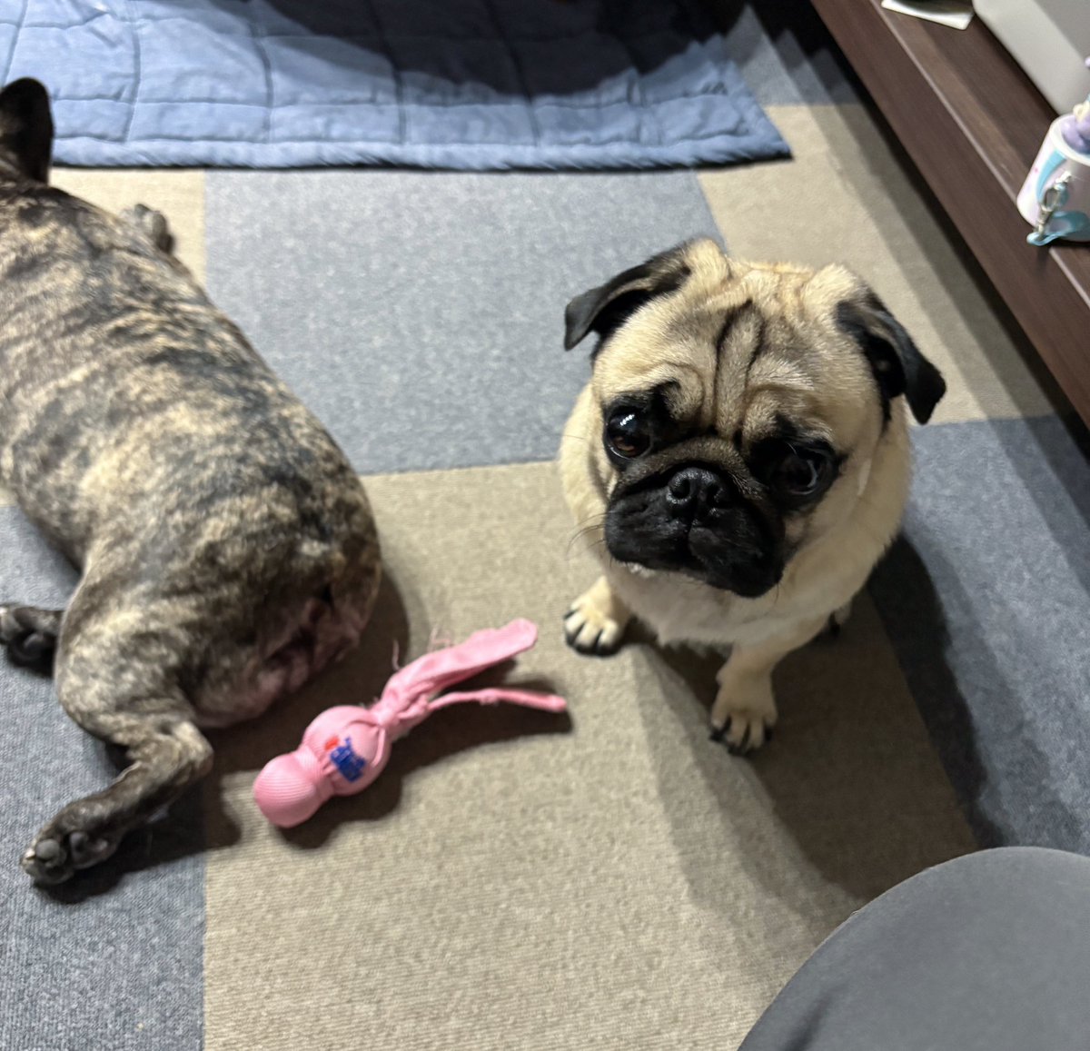 chachamaru_pug's tweet image. 抱っこ待ちの茶々丸
こんな顔で待たれてたら抱っこせずにはいられない🥺

#pug #パグ