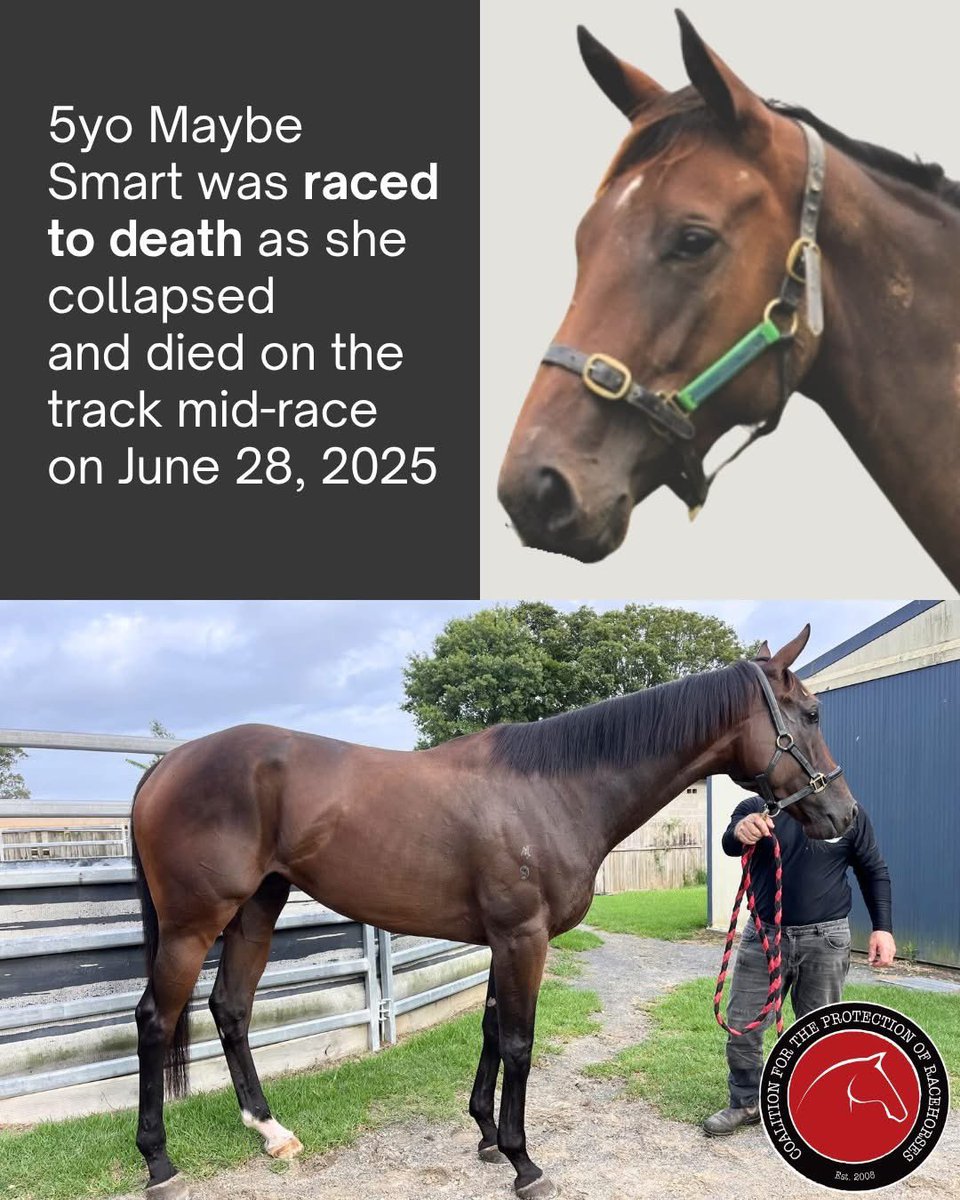 Sandra Jorgensen (@sandrajorgense4) on Twitter photo This horse literally raced to death across three States finally collapsed and died during a race in Queensland in June. Queensland racing authorities lied about her exit from racing listing her as “retired”. <a href="/DavidCrisafulli/">David Crisafulli</a> This horse literally raced to death across three States finally collapsed and died during a race in Queensland in June. Queensland racing authorities lied about her exit from racing listing her as “retired”. <a href="/DavidCrisafulli/">David Crisafulli</a>