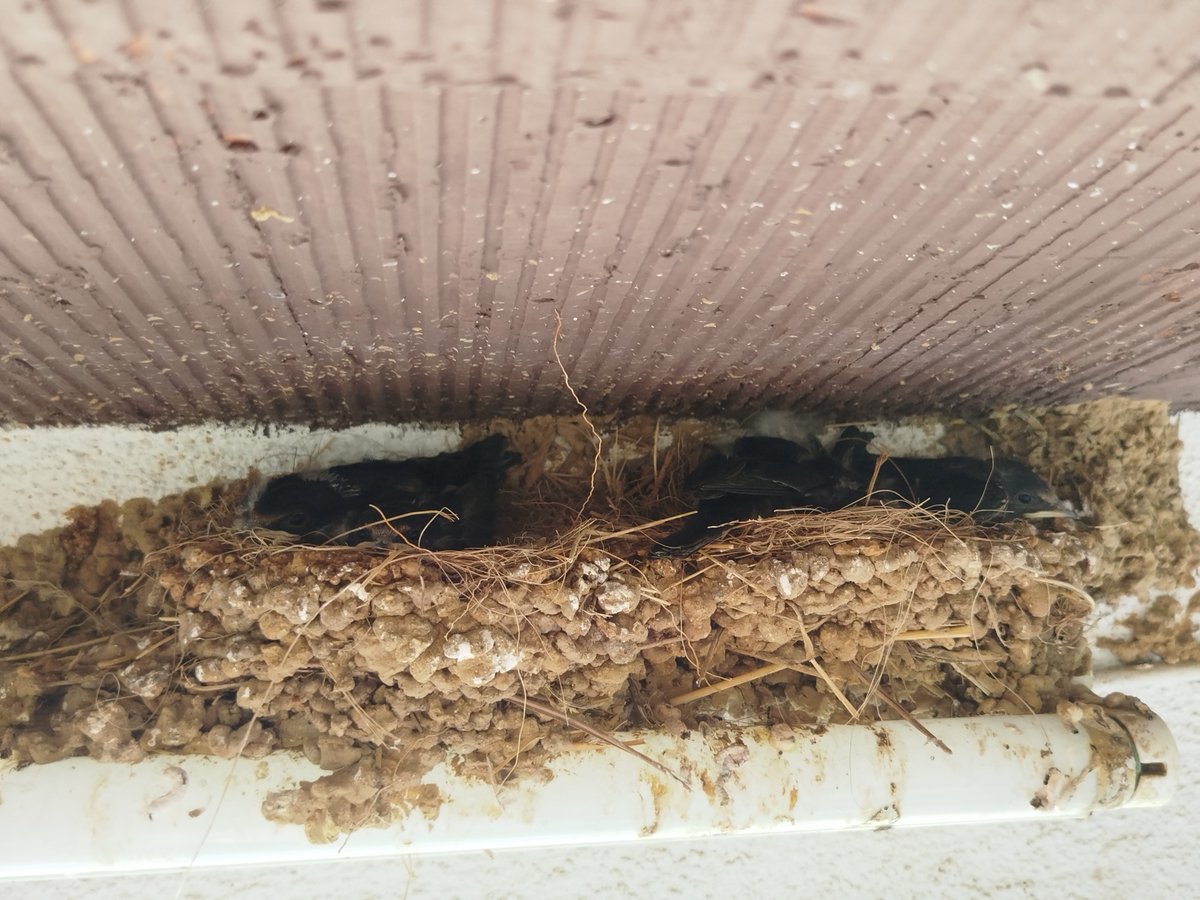 EricRod_LYV's tweet image. En mi barbacoa tengo un nido de golondrinas, cada año vienen y son monísimas.

Este año notamos que al entrar en la barbacoa nosotros, se agobiaban muchísimo.

Pues, resulta que han tenido pollitos. Si los toco, la multa son 200k, se acabaron las barbacoas hasta que crezcan 🫠