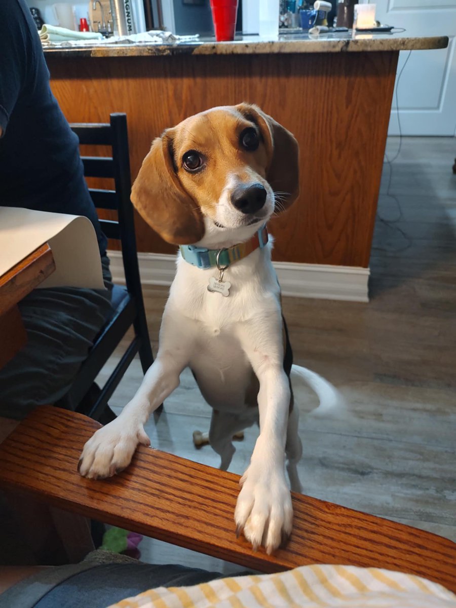 Cute beagle is cute! #beagle #beaglesofx