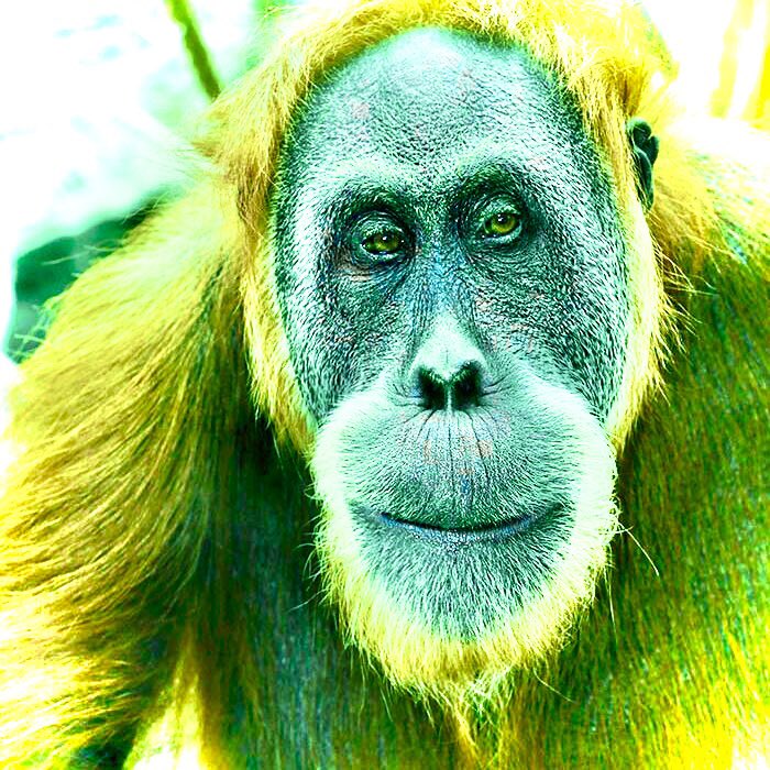 Uran-Utan keine Ahnung ich bin gegen Atomkraft