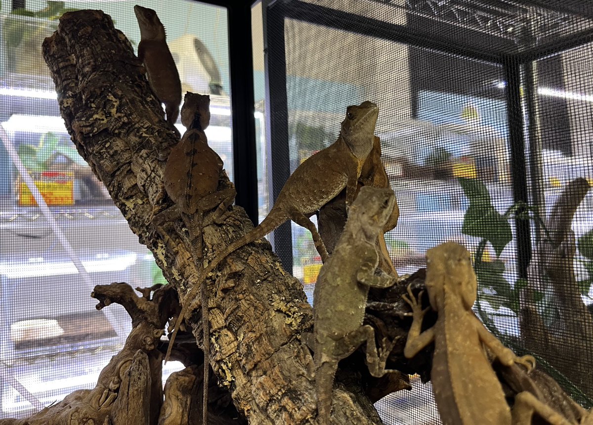 ベニクシトカゲ

樹上から獲物を狙う待ち伏せ型のトカゲで、餌を捕まえてすぐ同じ場所に戻ってくる姿はとても愛くるしい🎶
WC個体ながら、あまりバタつかず比較的落ち着いているイメージ。
入荷から4ヶ月経過しており、餌食いもバッチリです✨
樹上性がお好きな方はぜひ‼️

#ペポニ
【角間】