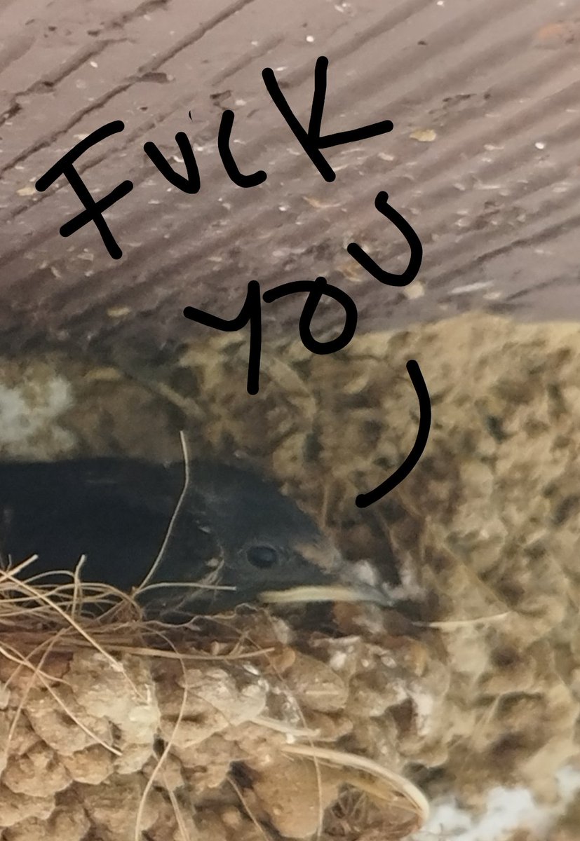 EricRod_LYV's tweet image. En mi barbacoa tengo un nido de golondrinas, cada año vienen y son monísimas.

Este año notamos que al entrar en la barbacoa nosotros, se agobiaban muchísimo.

Pues, resulta que han tenido pollitos. Si los toco, la multa son 200k, se acabaron las barbacoas hasta que crezcan 🫠