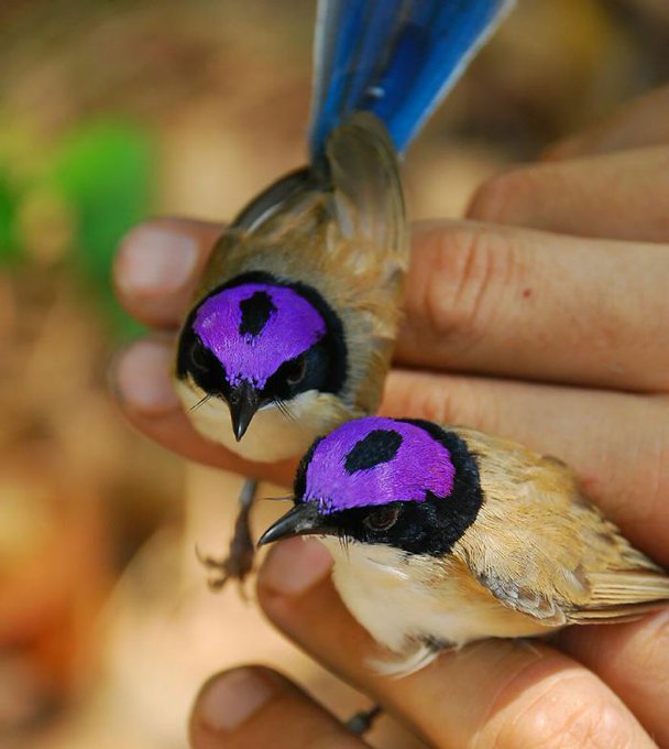 The Purple-crowned Fairy-wren (*Malurus coronatus*) is a small, vibrant bird belonging to the Maluridae family, primarily found in northern Australia