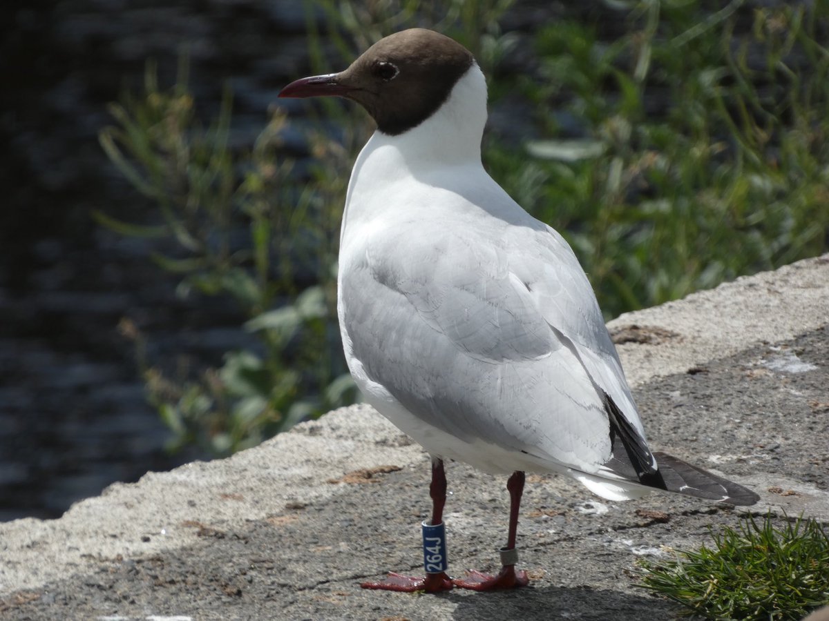 Hooray! 264J is back in Otley 😀
26 BHGs on the river today and at least six of them have colour rings.
We are still waiting for our favourite 235H 🤔
#GullOfTheDay #GullsOfOtley 
#Chroicocephalus #ridibundus
#NWBHGs