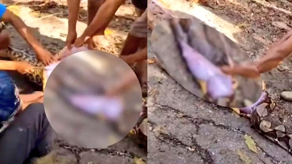 SatyamevTimes's tweet image. 🐍😱 HORRIFIC DISCOVERY: Indonesian villagers cut open 8-meter python to find missing farmer inside! La Noti (63) had vanished from his farm days earlier. #Indonesia #PythonAttack #Wildlife #BreakingNews