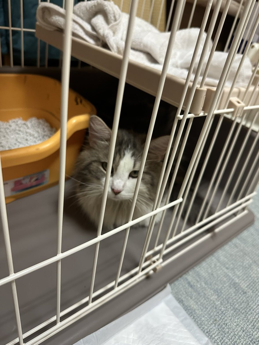 再投稿
名古屋市中川区で保護してます。
長毛猫で去勢前の若いオスの猫ちゃんです。
少し痩せ気味で耳だにあり。今の所猫エイズと白血病は陰性です。水を前足で掬って飲みます。毛並みは割と綺麗めなので何処かで飼われていたか、お世話になった家があるかもしれません。飼い主さん見てたら連絡下さい