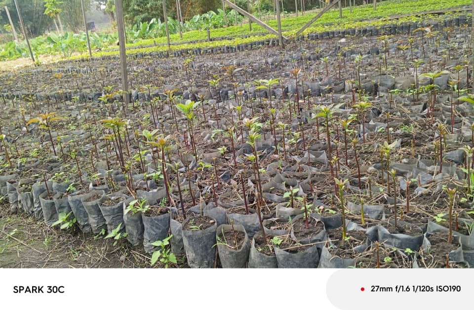 This morning at our nursery, our potted avocado seedlings are beginning to emerge; steady, strong, and full of potential.

It’s always inspiring to witness growth from the ground up.

If you're looking to start avocado farming, we're here to help you!

#YourPartnerInGreener
