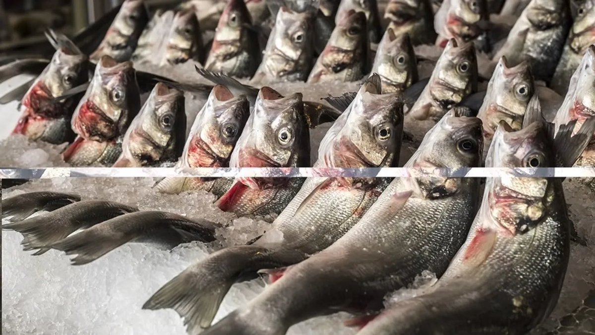 📌Su ürünlerinde 24 ihracat şampiyonunun 13’ü Egeli 

amedhaber.net/su-urunlerinde…