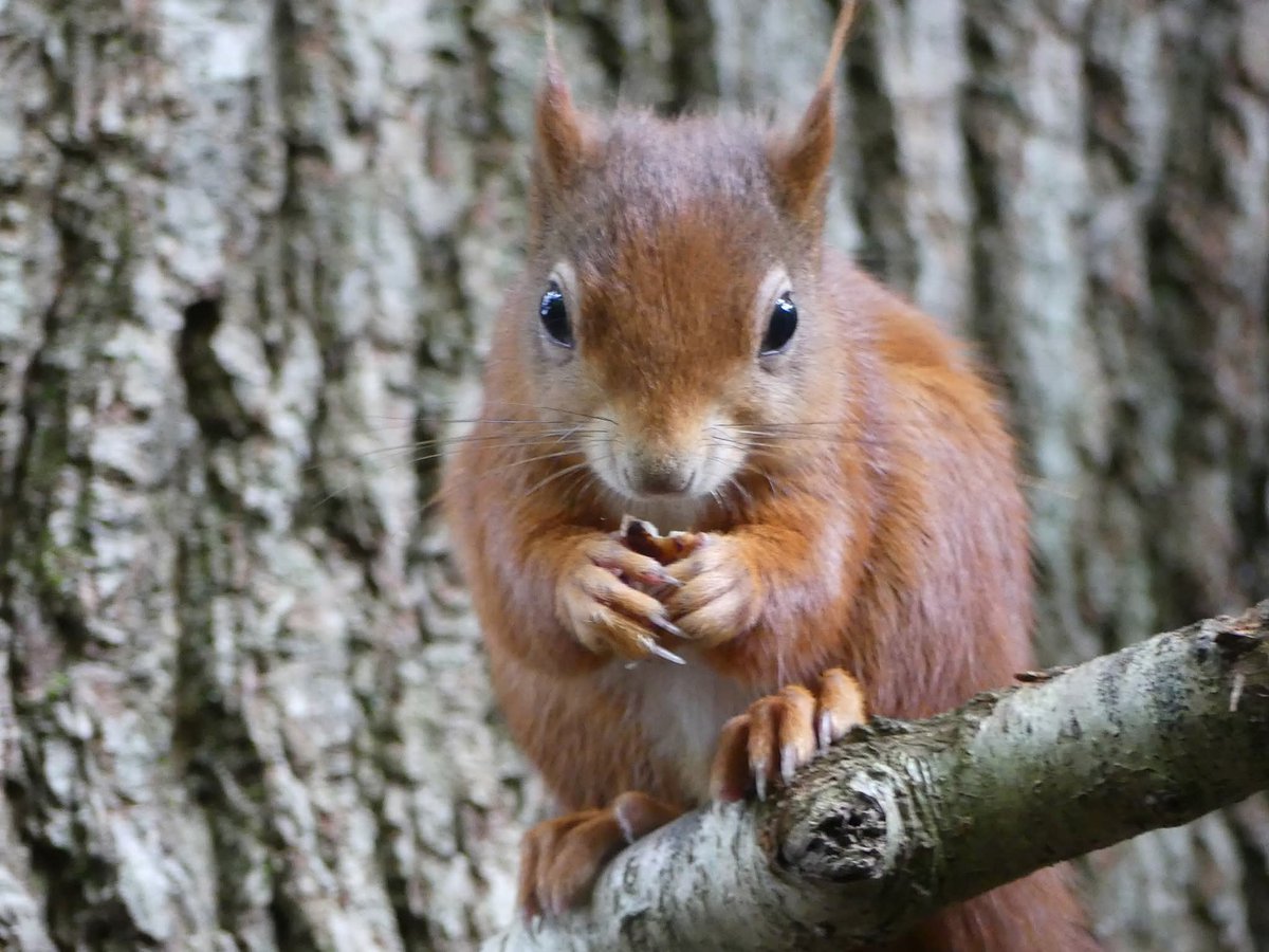 🔥Clustiau blewog. Cynffonau tân. Goroeswyr dewr. Dewch i gwrdd â wiwer coch Môn — wedi dychwelyd o ymyl difodiant!  #AdferSgwiwerGoch