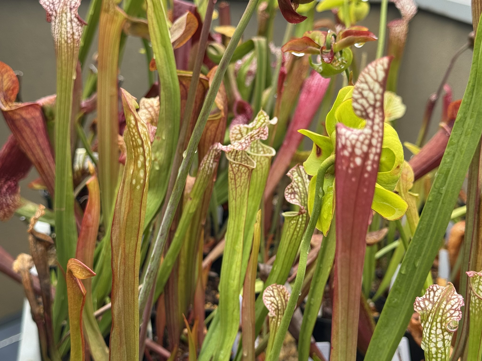 ロ*ス様 ラスト1台　600×300×300食虫植物・観葉植物・昆虫・爬虫類の飼 エルラ🪴ふしぎ植物YouTuber【食虫植物】 (@elra_fsg) / X