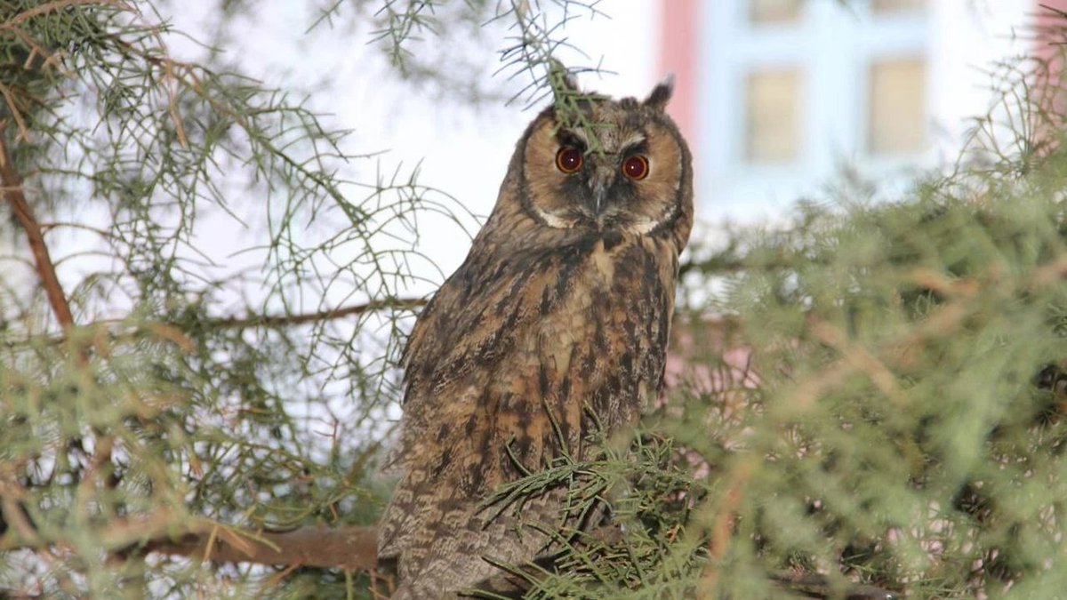 📌Batman'da kulaklı orman baykuşları, mahalle halkını uykusuz bırakıyor 

amedhaber.net/batmanda-kulak…