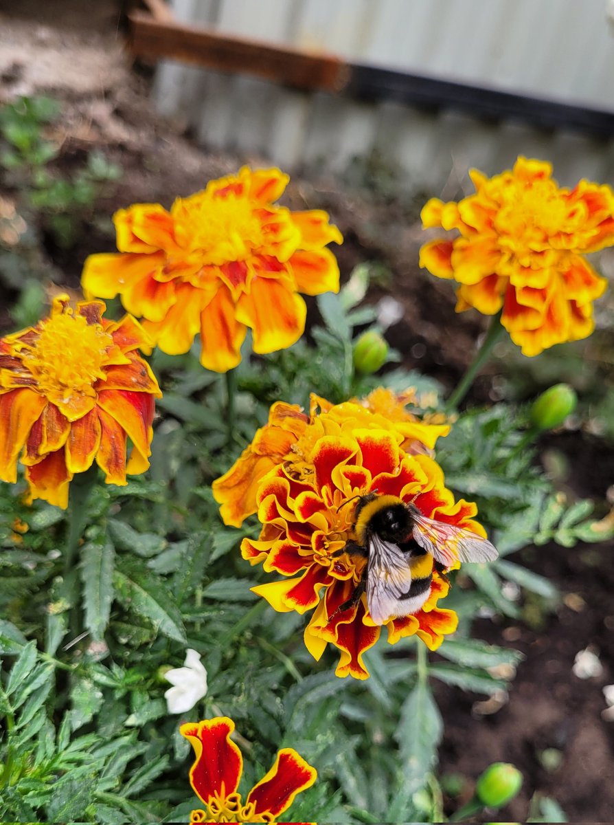 Ke_alenushka's tweet image. Шмэл нада?
#трудовыебудни