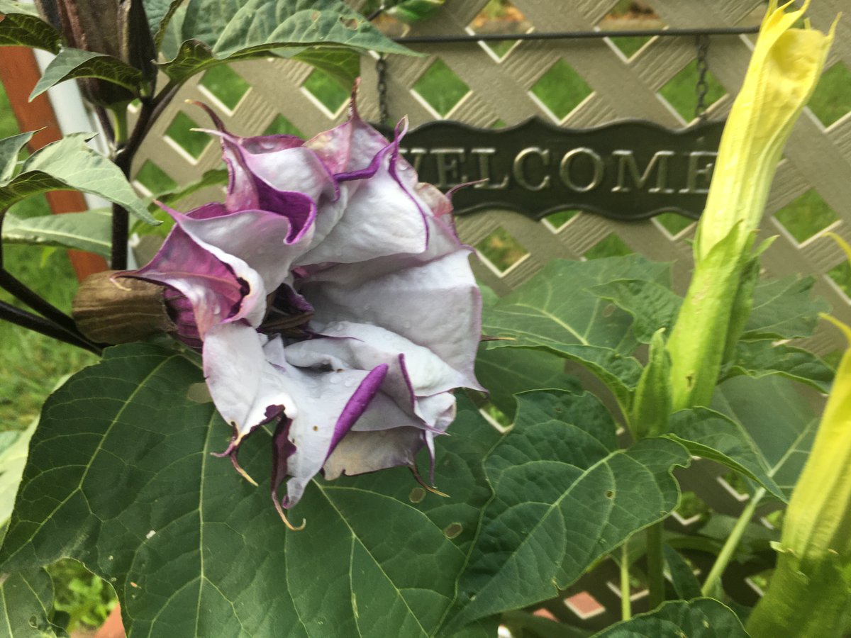 My goodness, what a beautiful morning. I’m in my backyard, working on a new short story that fans of The Quinn’s Garden will really appreciate.
Good morning friends!