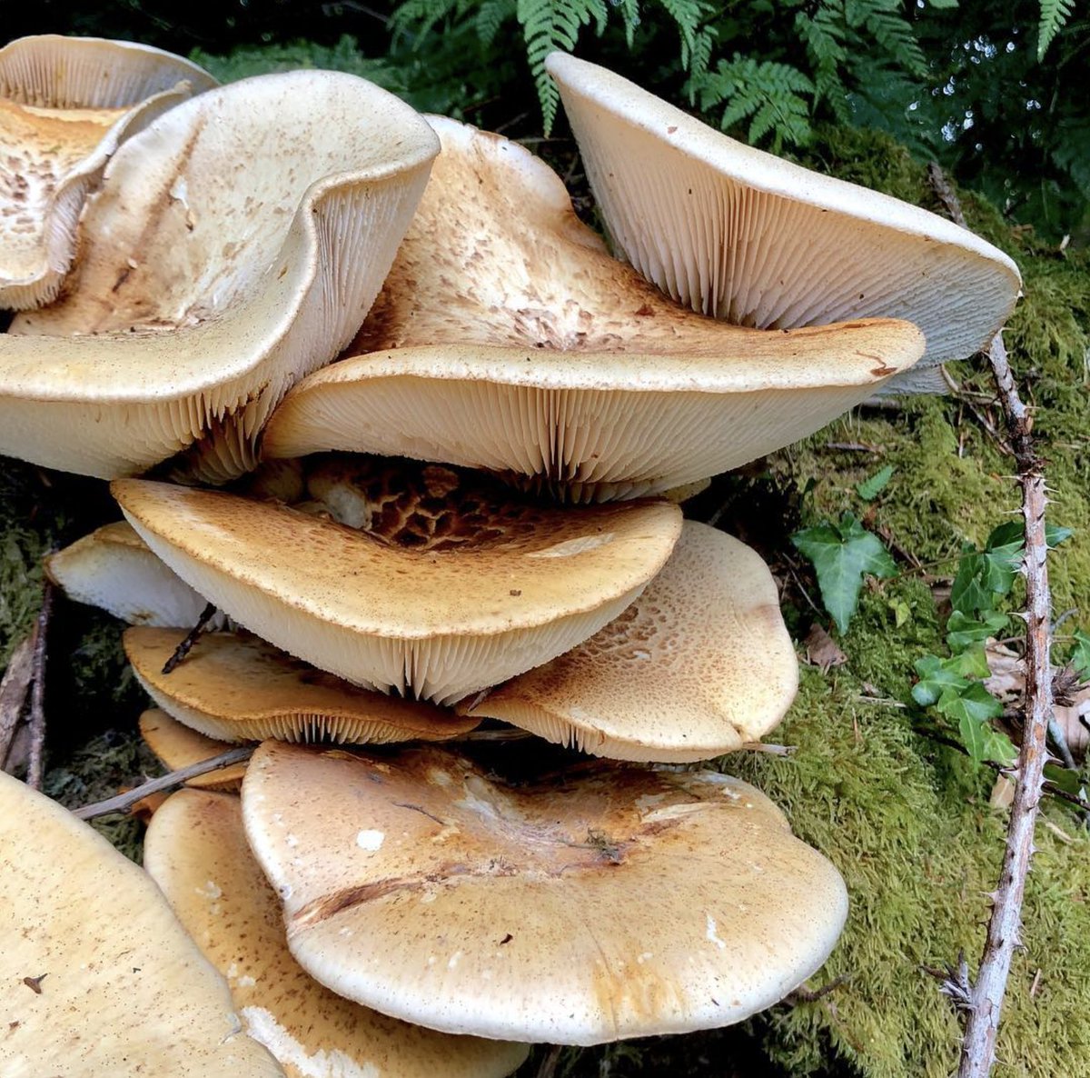 Trainwreckers!!! Neolentinus lepideus. #MushroomMonday #fungi