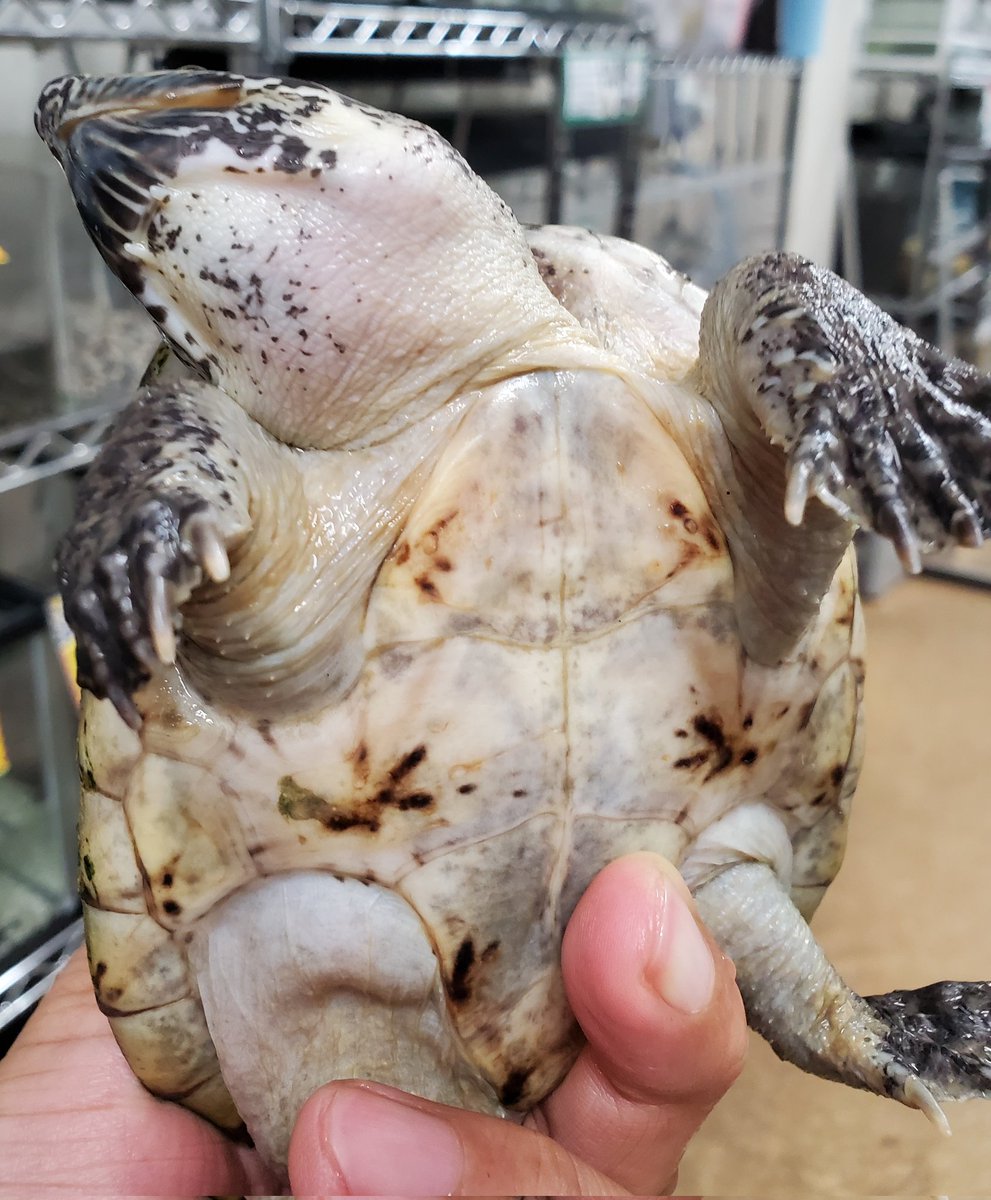 ジャイアントマスクタートル

ニオイガメの最大種‼️
人工フードでも飼育可能ですが、好物のザリガニや巻貝を大きな頭でバリバリ食べる姿はまさに怪獣🦾
そんなかっこいい姿を是非ご覧になってください♥
#ペポニインター店
#ペポニ
【長谷川】