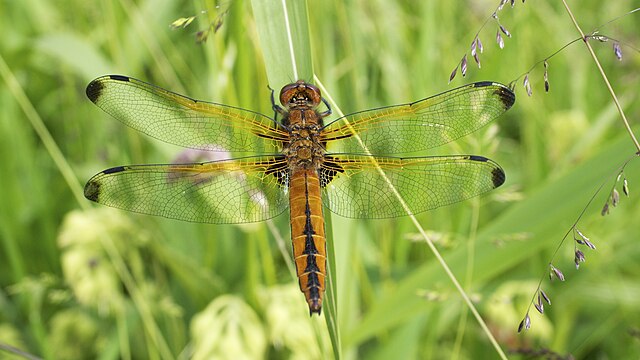 AvonNeedsTrees's tweet image. 🦋 New species spotted at Hazeland! 🌿
Our site team recently spotted a Scarce Chaser Dragonfly, recorded for the first time at Hazeland!
This is a strong indicator that our habitat restoration efforts are making a meaningful impact, we’re absolutely thrilled!
📷 Ian Kirk