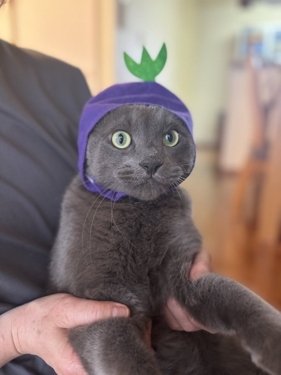 #うちの猫最高にかわいい