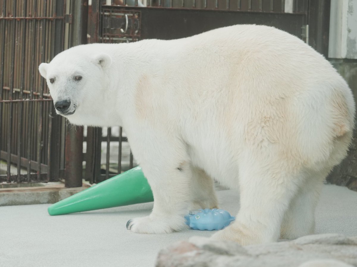 Zk5Gb's tweet image. ピースは後ろ姿もかわいい🐻‍❄️💚
2025.07.06
#とべ動物園
#ホッキョクグマ
#ピース