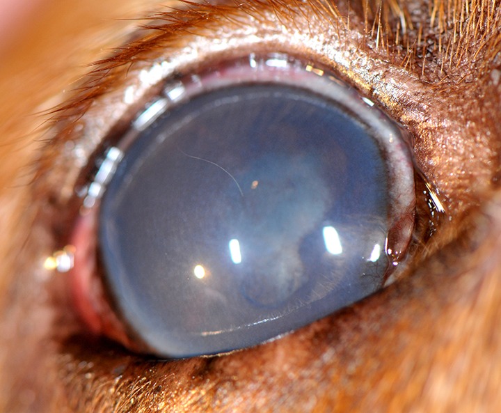 Daily Challenge: Golden retriever pigmentary uveitis is characterized by pigment deposition where? Click the link next to your answer to see if you are correct! 

A. Anterior lens capsule (brief.vet/3HS9LyW)
B. Posterior lens capsule (brief.vet/45xM9JP)