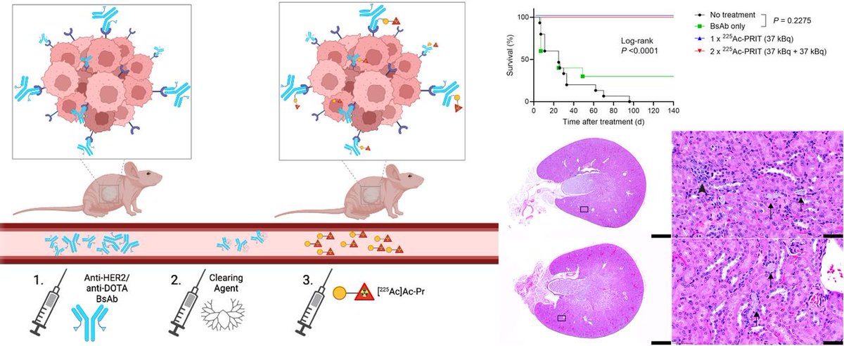 JournalofNucMed's tweet image. In preclinical models of advanced human #BreastCancer, treatment with optimized ²²⁵Ac-PRIT can result in a high probability of complete responses &amp;amp; durable tumor responses, including histologic cures. ow.ly/kCVX50W9YIV

#NuclearMedicine @SaraRinne @ChealLab
