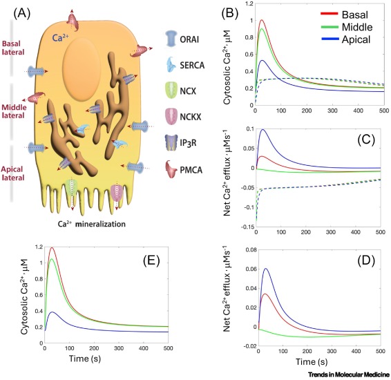 TrendsMolecMed's tweet image. ONLINE NOW: Burden of hereditary enamel disorders dlvr.it/TLmwrJ