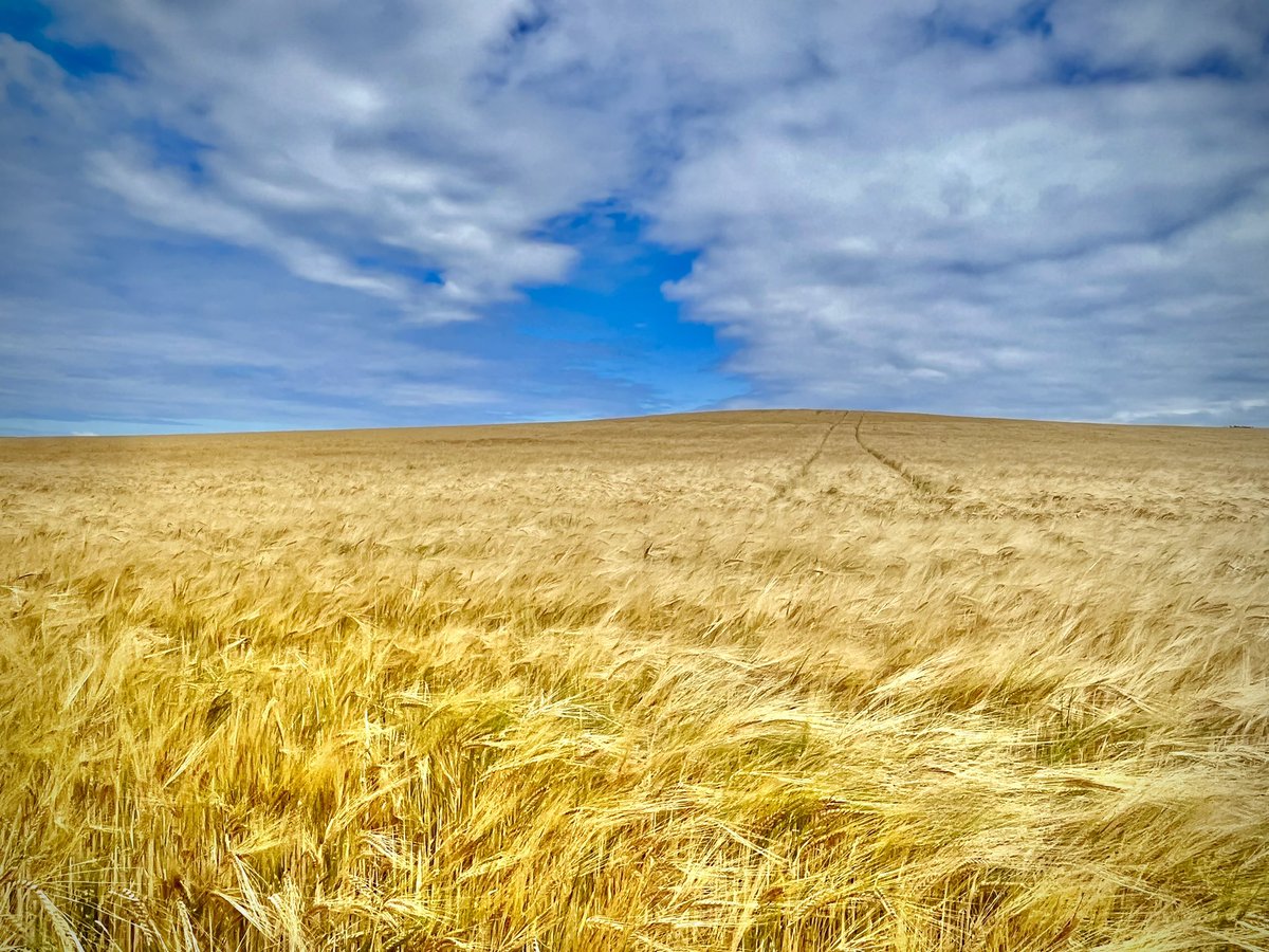 WalkingTractor (@tractorwalking) on Twitter photo Blue sky and clouds over the golden barley fields, rippling in the wind at East Runton this morning… <a href="/WeatherAisling/">Aisling Creevey</a> <a href="/ChrisPage90/">Chris Page - Weatherman</a> <a href="/StormHour/">#StormHour</a> <a href="/metoffice/">Met Office</a> #loveukweather #Norfolk Blue sky and clouds over the golden barley fields, rippling in the wind at East Runton this morning… <a href="/WeatherAisling/">Aisling Creevey</a> <a href="/ChrisPage90/">Chris Page - Weatherman</a> <a href="/StormHour/">#StormHour</a> <a href="/metoffice/">Met Office</a> #loveukweather #Norfolk