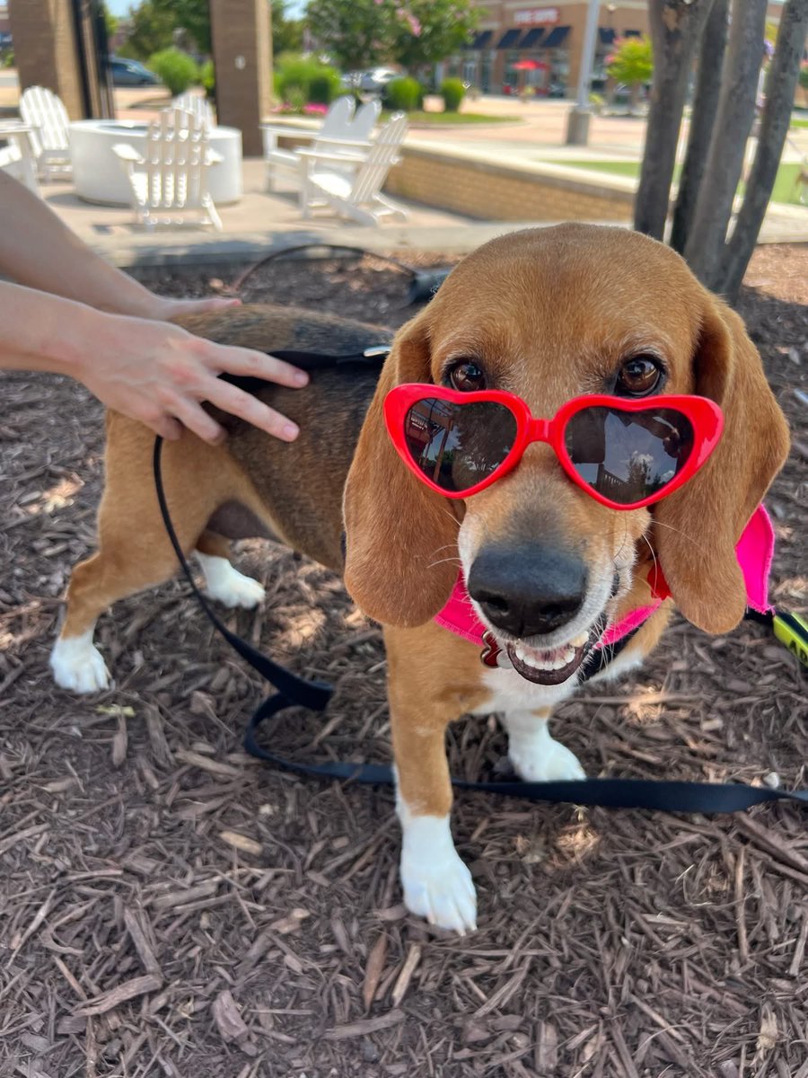 Adoptable beagle of the day-PIPER! tribeagles.org/product/piper-…