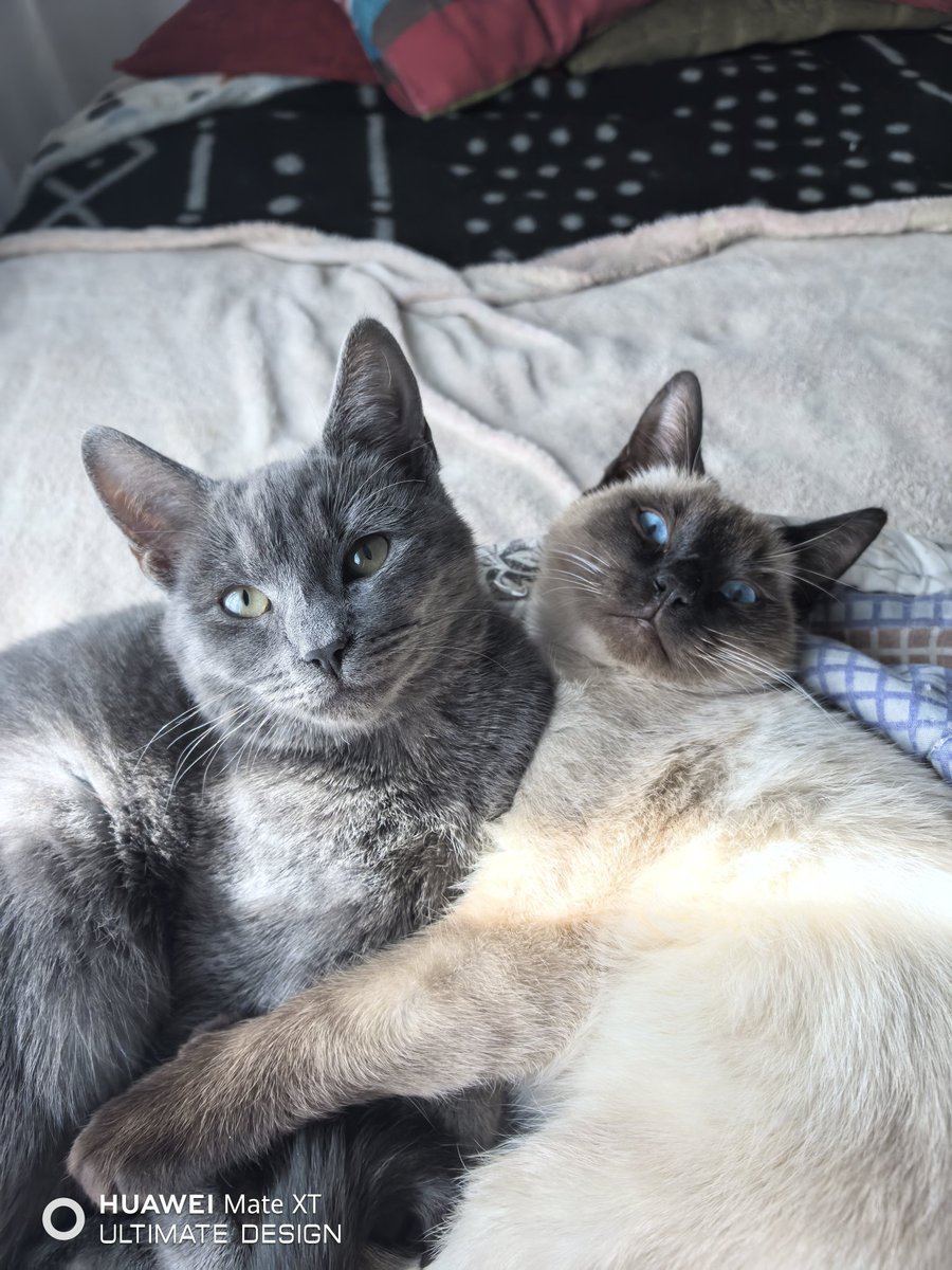 A cats life. Captured this amazing photo with the Huawei Mate XT. <a href="/HuaweiZA/">Huawei Mobile SA</a>