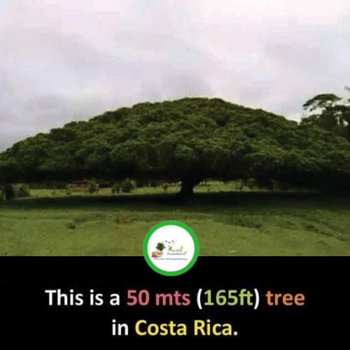 The Guanacaste tree (Enterolobium cyclocarpum), which is also the country's national tree. It is known for its large, hemispherical crown and is native to the tropical regions of the Americas.

#Thesolfoundtion #CostaRica #trees #lovetrees #naturelovers #facts #treefacts #fact