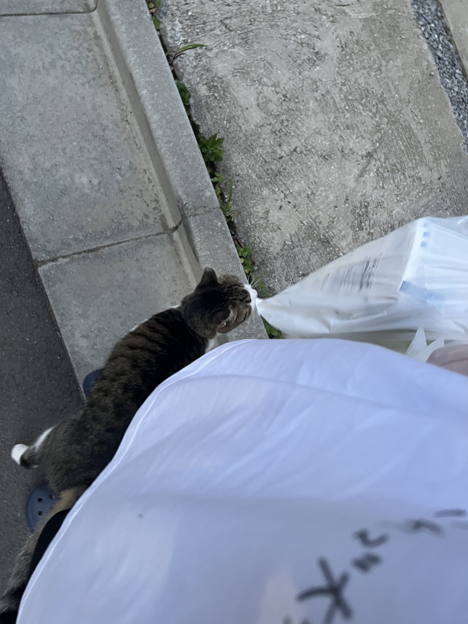 ねこページ キャットタワー バーシニャ: ペット