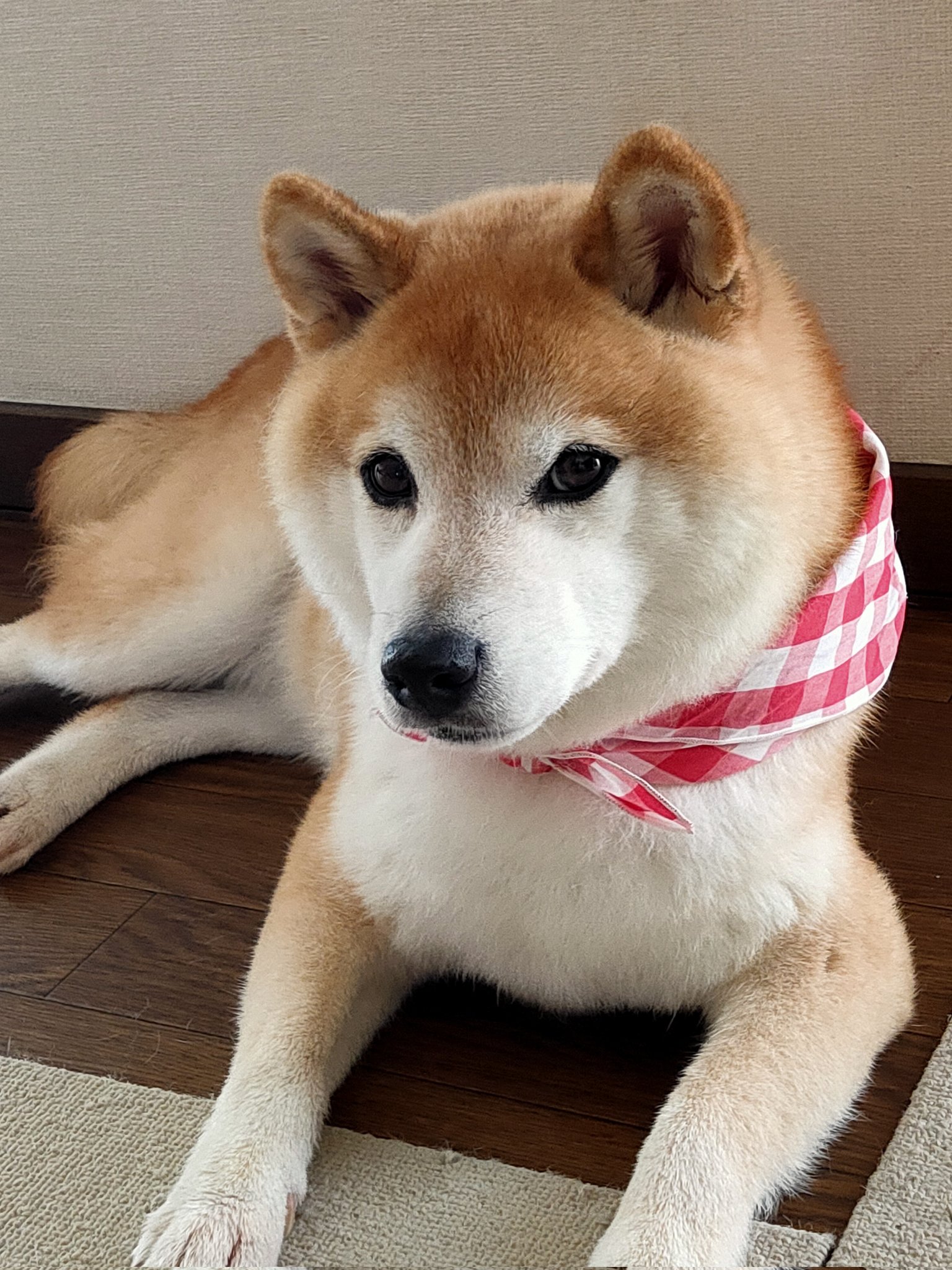 柴犬！ 🐾風丸の日々🐾 on X: 