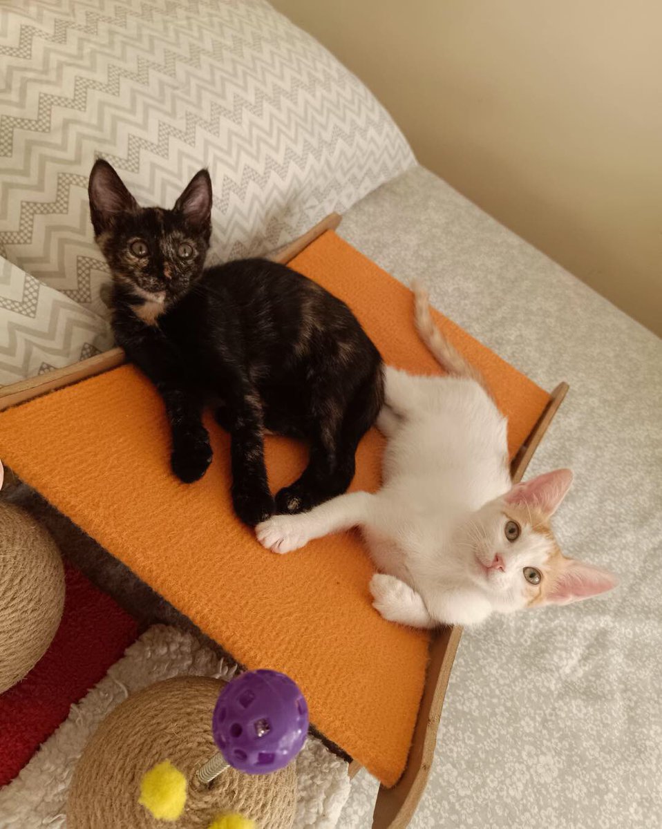 HAYATA TUTUNABİLMELERİ İÇİN SADECE BİR ŞANS İSTİYORLAR ONLARIN ŞANSI SİZ OLMAK İSTEMEZ MİSİNİZ ?

Yer ; İstanbul- Ümraniye
İletişim; 05323202788

Takipçimizin İletisidir; Şeker 🍬 bebekler iki aylık dişi iç dış paraziti yapıldı kum eğitimi var veteriner kontrolü yapıldı Cana