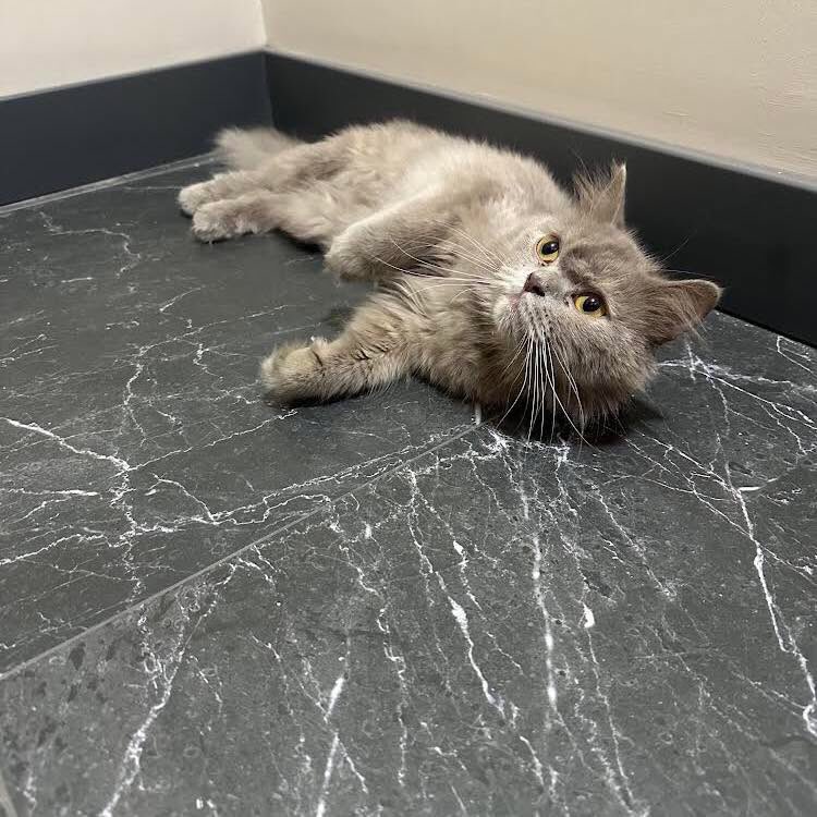 ACİL GEÇİCİ KALICI YUVA ARANIYOR 

Yer ; İstanbul- Küçükçekmece 
İletişim; 0537 811 34 88

Takipçimizin İletisidir; Merhaba sokakta bulduk kaybolmuş veterinere götürdük ama çipi yokmuş zannediyorum 5-6 aylık British Cinsiyeti Kız Çok uysal ve oyuncu 
Dış parazit yapıldı