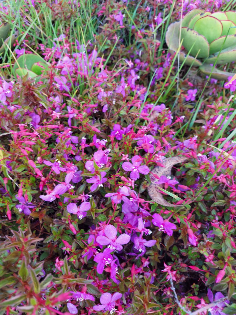 ferchinchin's tweet image. ❝BE YOU, and try to be happy, but above all, be you❞.
⭐  Charles Chaplin

 🌿  𝐶𝑒𝑛𝑡𝑟𝑎𝑑𝑒𝑛𝑖𝑎 𝑖𝑛𝑎𝑒𝑞𝑢𝑖𝑙𝑎𝑡𝑒𝑟𝑎𝑙𝑖𝑠 G. Don ➤ 𝙼𝙴𝙻𝙰𝚂𝚃𝙾𝙼𝙰𝙲𝙴𝙰𝙴.
#Centradenia #Chaplin