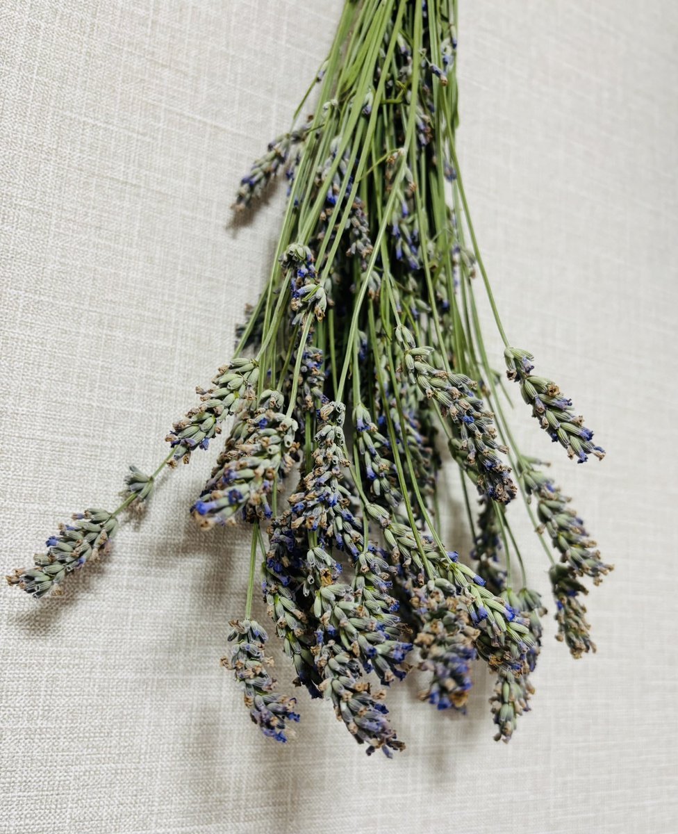 フラワーマウンテン Flower MOUNTAIN YAMANO3 Nishijin-purple