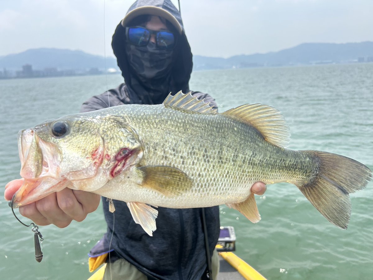 alp00317857's tweet photo. 先週の金曜日侑太郎 の船にて琵琶湖に出撃❗️
朝はヘビースピナーベイト、ビッグベイトで狙っていき惜しいやつあるもノーフィッシュ😅

昼から侑太郎の魚探がけに付き合いながら良さげなエリア案内してもらいパンチショットで釣らせて貰いました😁

流石侑太郎！ https://t.co/zn4XgEd2vl