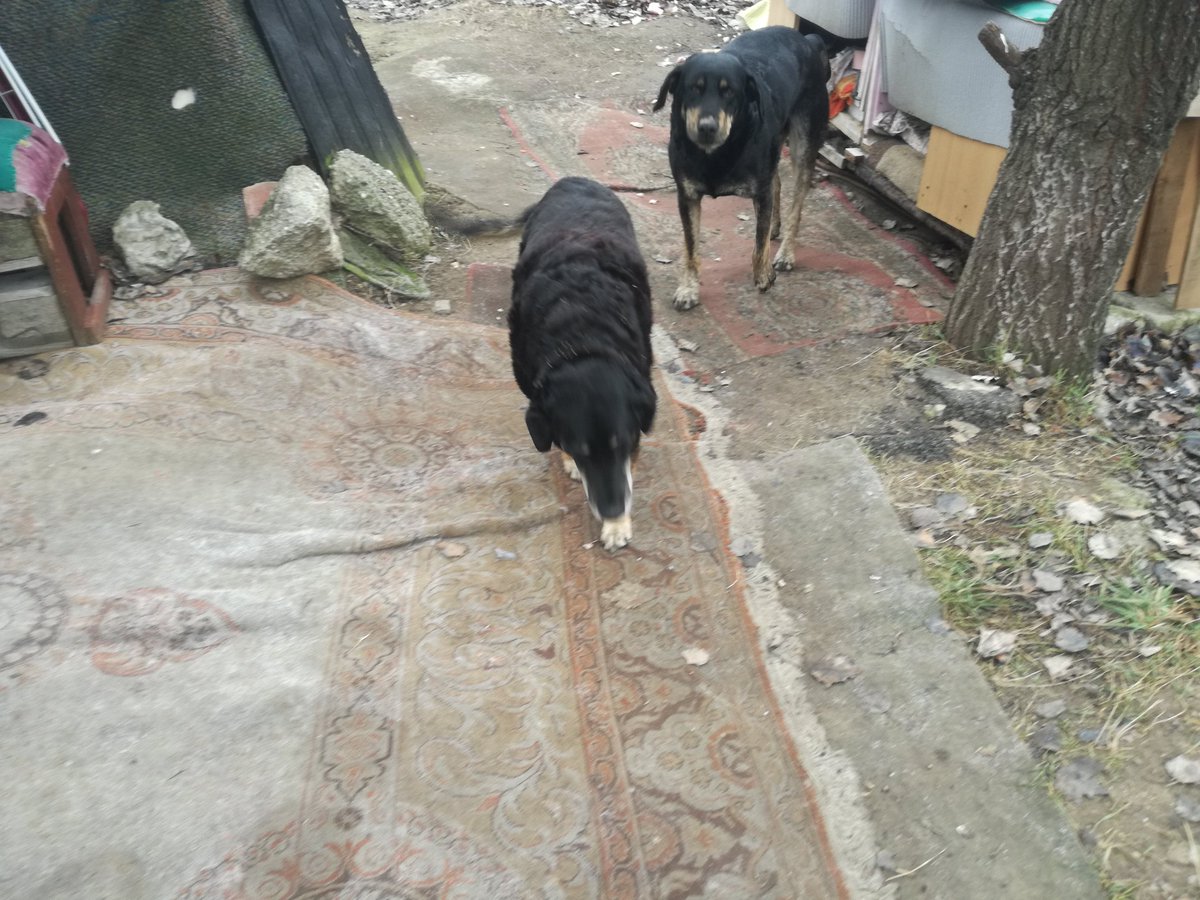 IvanIsa5591365's tweet image. Coka je jutros uginula.
Divna duša i dobrica.
Sada je više ništa ne boli.
Sada je sa svojim drugarima Negrom, Divom i Mićkom.
Šetaju se po livadama, kupaju se u barama, izležavaju na suncu.
Prešla je 🌈.
Zauvek će ostati u srcu i mislima.