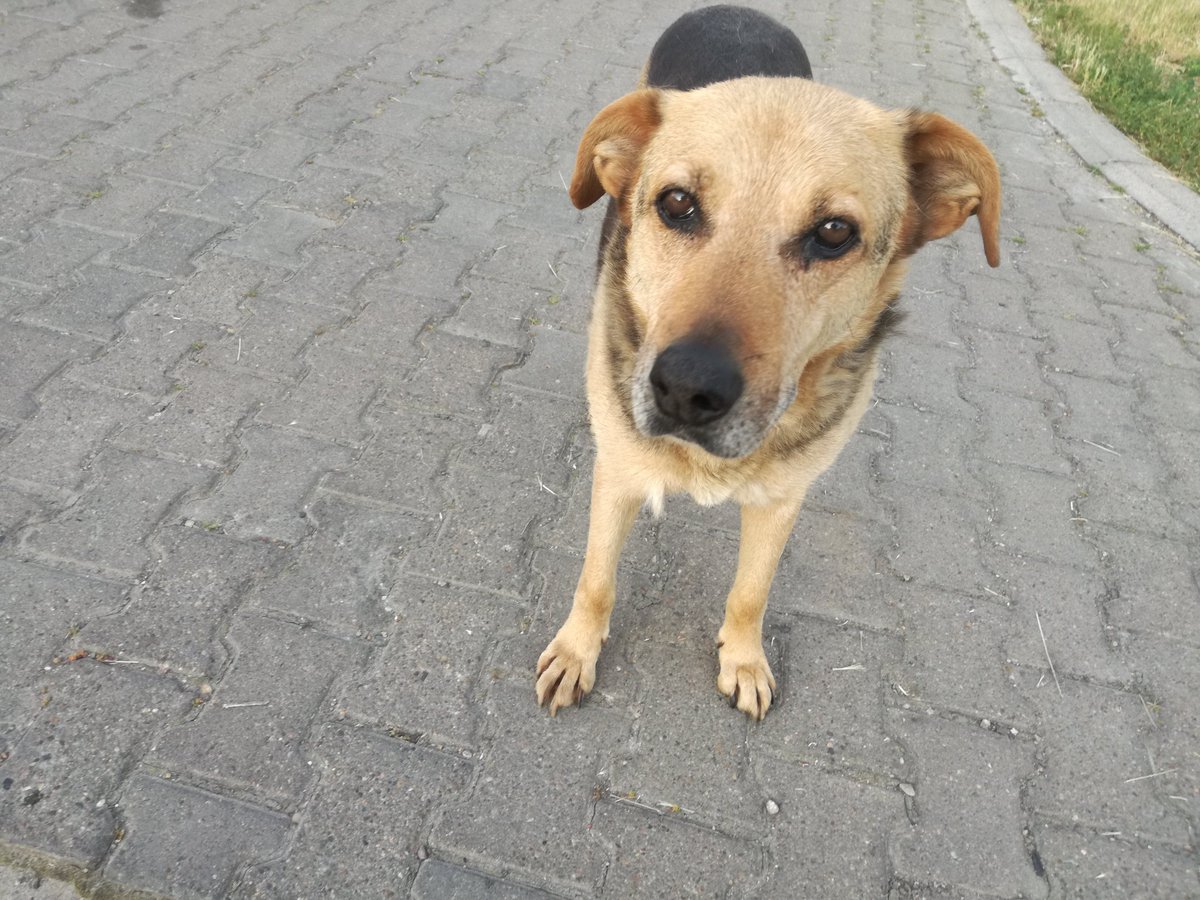 IvanIsa5591365's tweet image. Coka je jutros uginula.
Divna duša i dobrica.
Sada je više ništa ne boli.
Sada je sa svojim drugarima Negrom, Divom i Mićkom.
Šetaju se po livadama, kupaju se u barama, izležavaju na suncu.
Prešla je 🌈.
Zauvek će ostati u srcu i mislima.