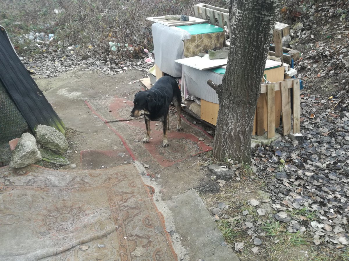 IvanIsa5591365's tweet image. Coka je jutros uginula.
Divna duša i dobrica.
Sada je više ništa ne boli.
Sada je sa svojim drugarima Negrom, Divom i Mićkom.
Šetaju se po livadama, kupaju se u barama, izležavaju na suncu.
Prešla je 🌈.
Zauvek će ostati u srcu i mislima.