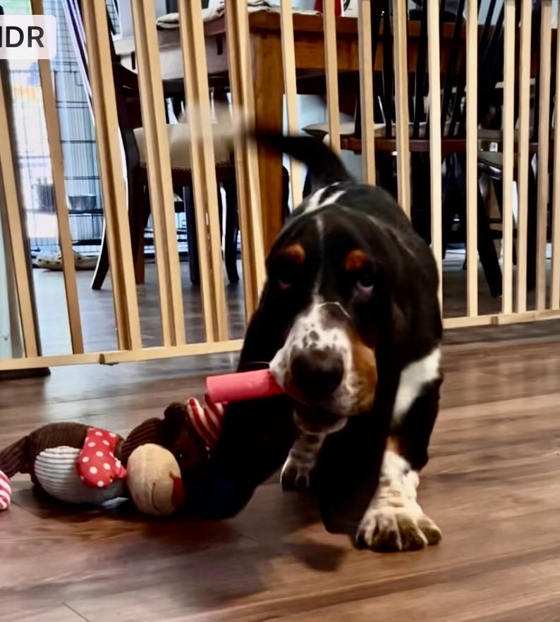 Mockler Bassets tweet media