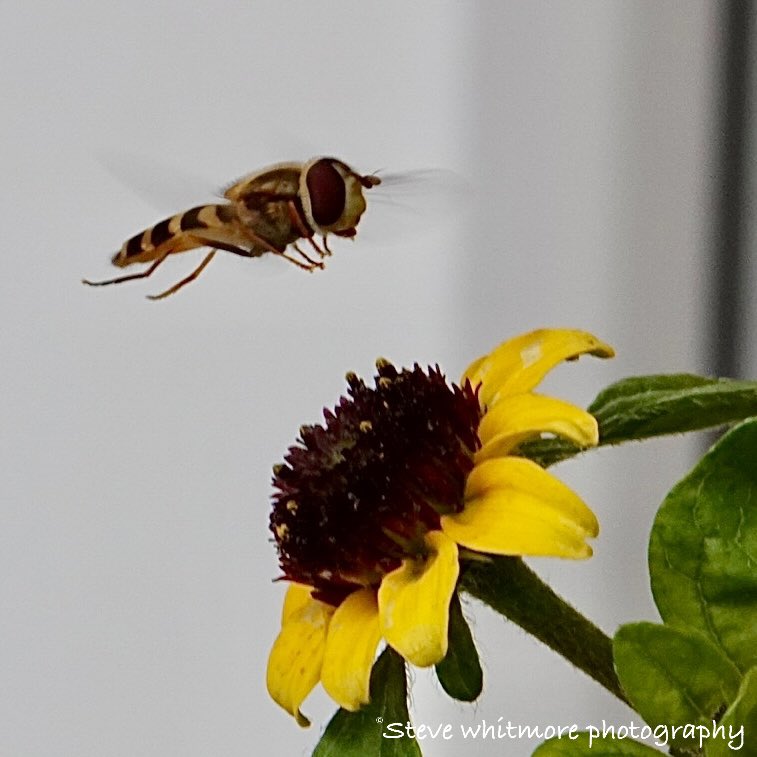 stevewhtmr's tweet photo. #Savetheinsects #Macrophotography Lots of Hoverflys , Bees &amp; butterflies in the garden at the moment 🐝 great to see them collecting pollen 😎 https://t.co/GLAL087Aei
