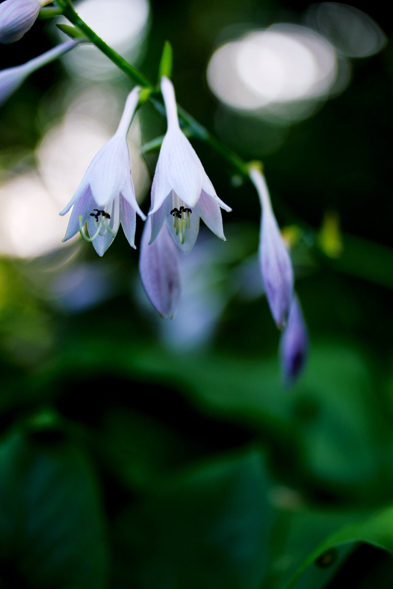 ギボウシ💜
植物園で

 #ギボウシ
 #花写真
 #ファインダー越しの私の世界