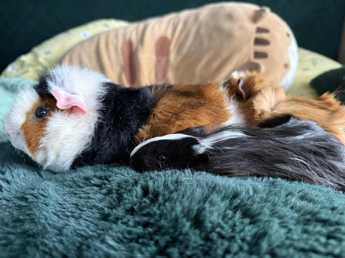 Witam!
Chciałbym ogłosić, że zostałem częścią <a href="/_ForsakenGG_/">Forsaken</a>  w roli analityka danych w drużynie League of Legends.

Gdyby ktoś się zastanawiał -  rolę dostałem dzięki solidnym argumentom w rozmowie z <a href="/bezumbezum/">bezum</a> 

Zdjęcie niepowiązane.