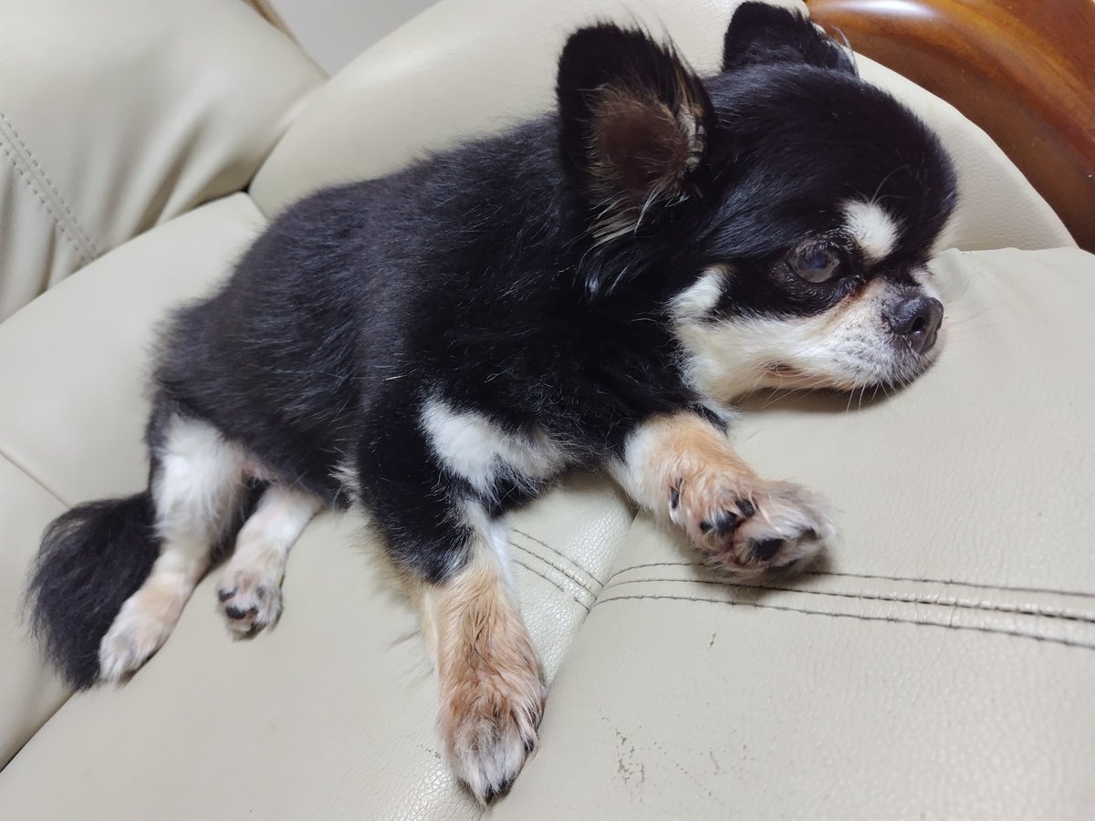 ┏┷┓
┃も┃
┃う┃
┃一┃
┃人┃
┃ぼ┃
┃っ┃
┃ち┃
┃に┃
┃な┃
┃り┃
┃ま┃
┃せ┃
┃ん┃
┃よ┃
┃う┃
┃に┃
┗━☆彡
#七夕 
#七夕の願い事 🎋
#保護犬
#保護犬を家族に
#チワワ